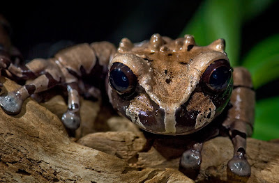 Fotografías de ranas venenosas by Michael Kern