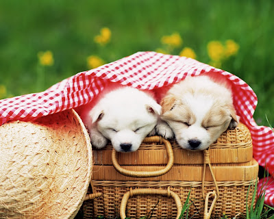 Dogs Wallpapers HD