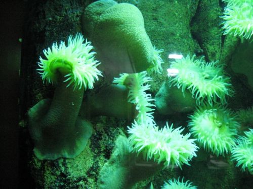 ADVANCED 3D ROBOT Sea plants