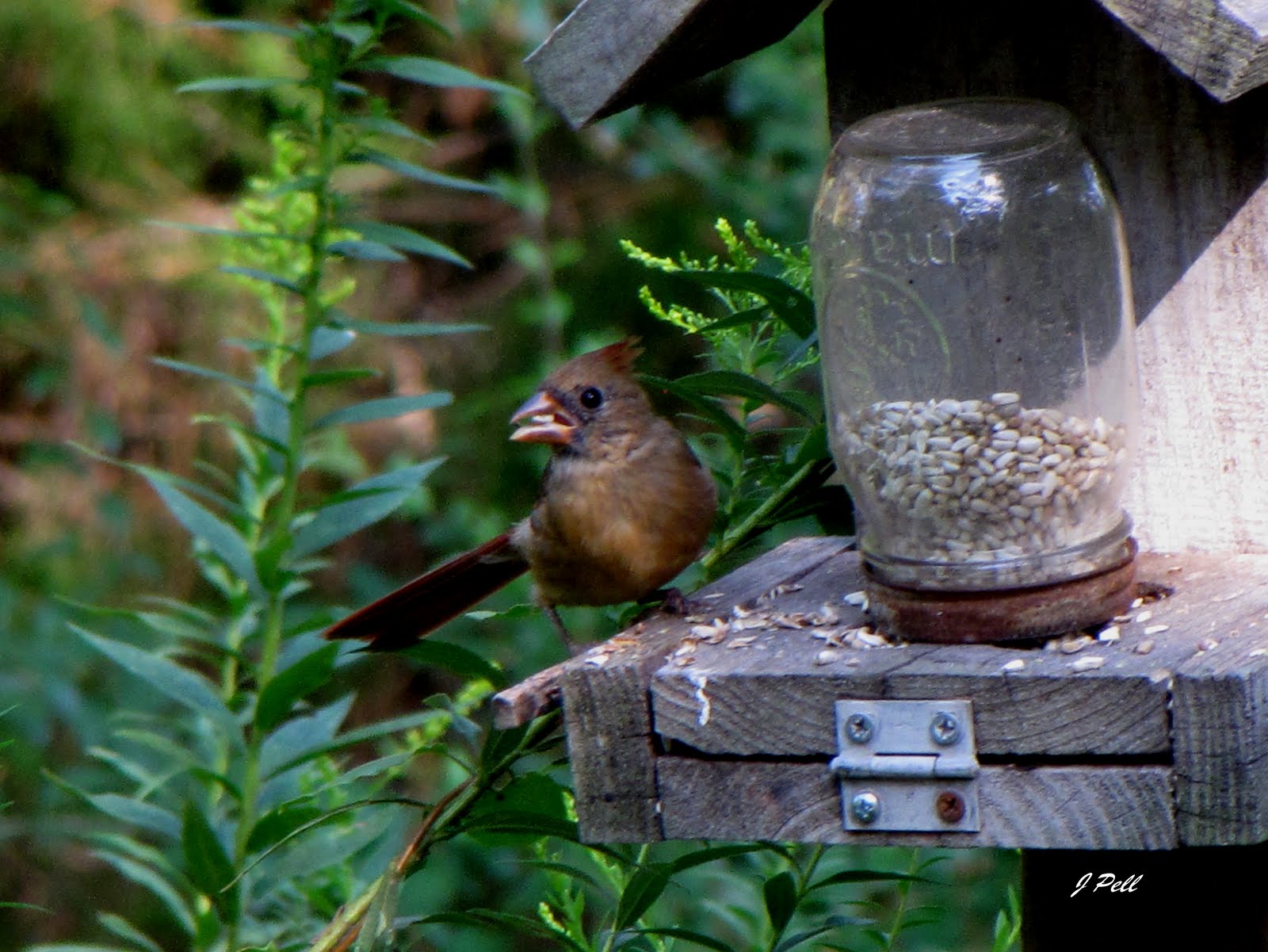 what birds like to eat safflower seeds