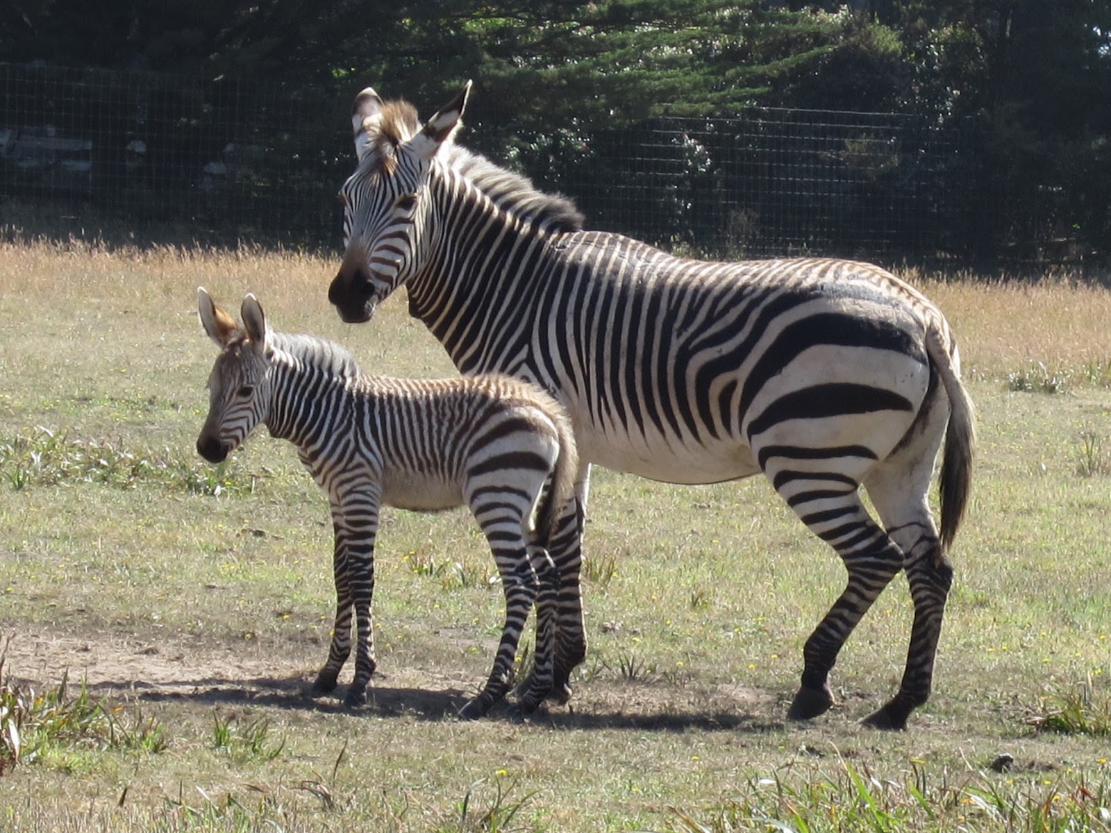 Can You Own A Zebra In California at Thomas Redden blog
