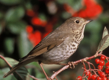 Baby Thrush Bird