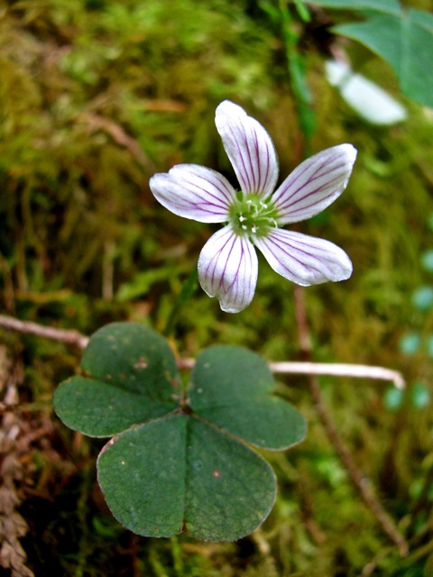 edible plants of the pacific northwest coast sustainable edible plants of the pacific northwest coast sustainable