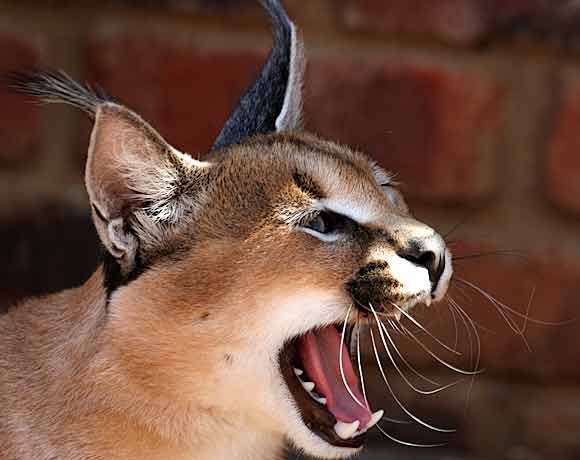 Caracal Animal