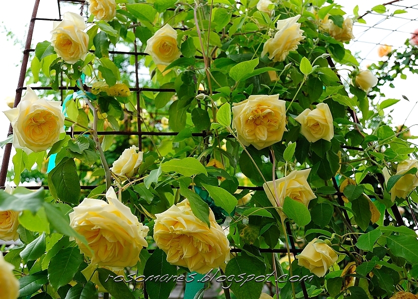 Eldorado [Land of Gold). Of free flowering habit and fragrance, in color it  is of the golden yellow that is peculiar to the climbing Rose Marechal  Neil. Elegante. Long sulphiir yeUow
