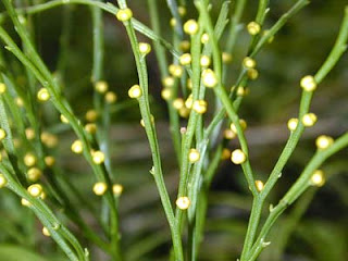 Psilotum sp