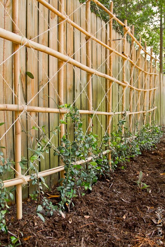 trelica bambu jardim:Treliça de bambu rente a cerca ou muro ,formando uma parede de trelica bambu jardim:Treliça de bambu rente a cerca ou muro ,formando uma parede de