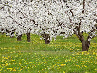 Park Blossoming Fruit Trees Mosier Oregon
