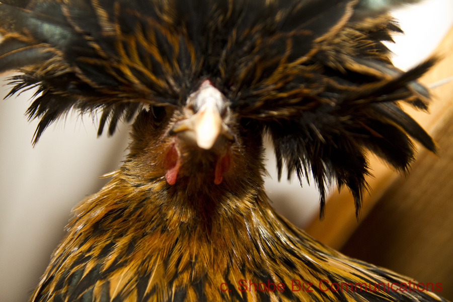 Gold Polish Chickens