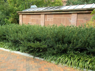 Future Plants By Randy Stewart Cephalotaxus Plum Yew