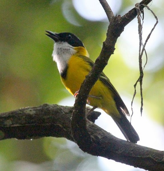 Foto Burung Kutilang Sumatera Jantan