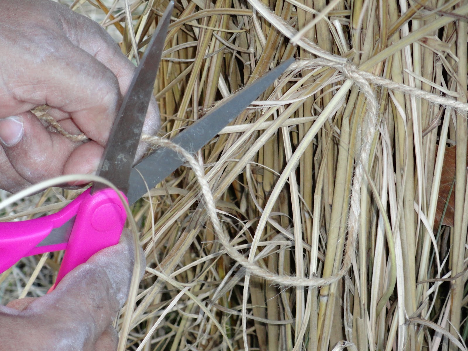 Baxter St. Gardener Cutting back the Pampas Grass for next summer's growth
