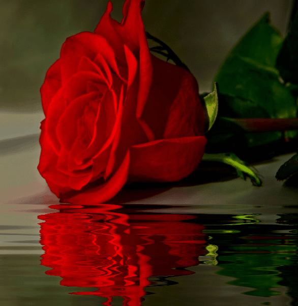 GIFS E CORES Rosas com Gifs de água