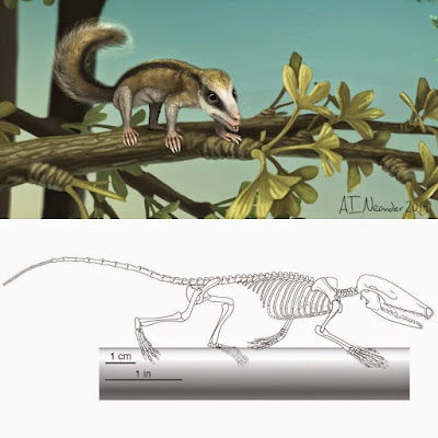 jurasic Mammals