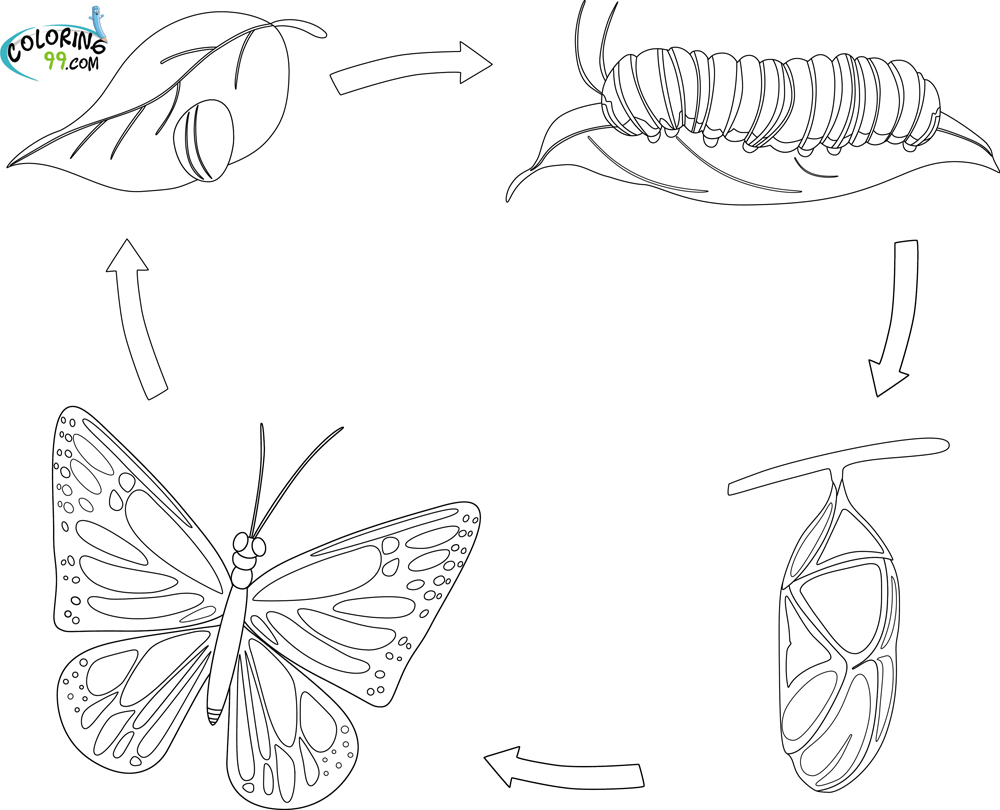 Butterfly Coloring Pages | Team colors