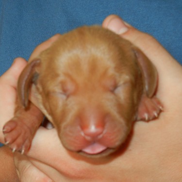 SANDSTORM, 5th puppy, a girl, is born at 1:14 AM, 12.85 oz