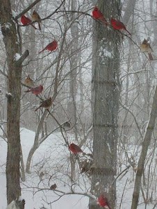 Cardinals In Snow