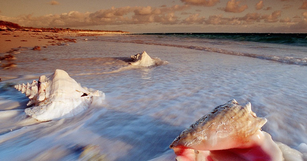 See.Taste. Meditate. Believe... Move On The Broken Conch Shell