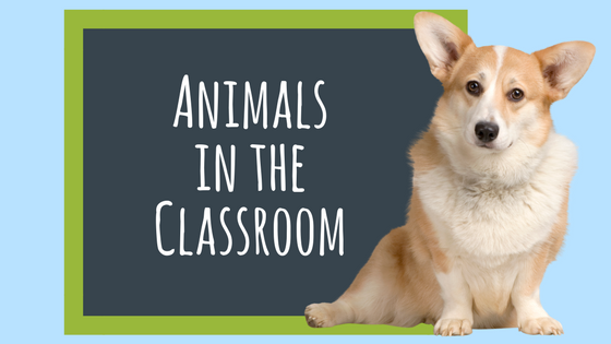 Animals in the Classroom