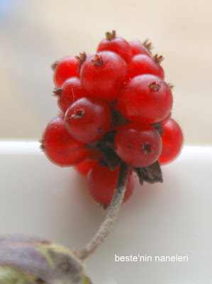 Doğayı Keşfederken: Hanimeli / Lonicera periclymenum