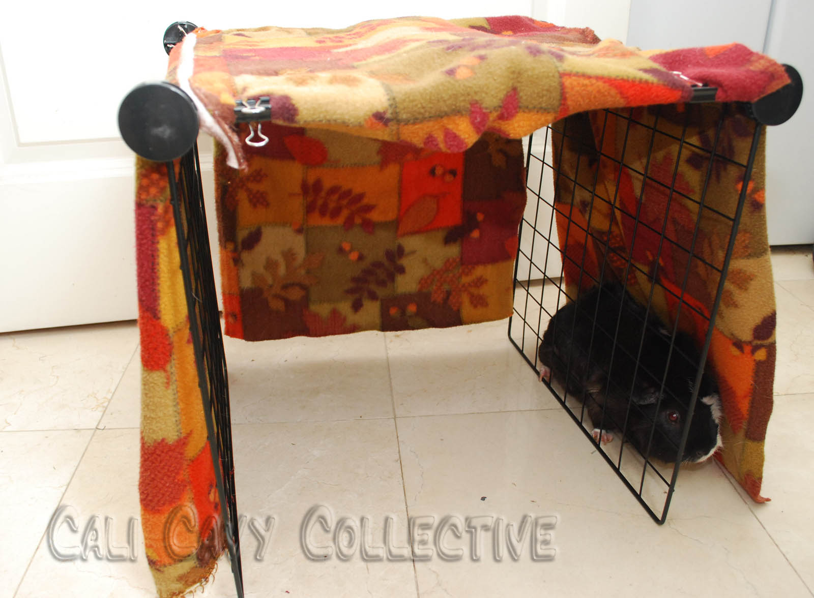 Cali Cavy Collective a blog about all things guinea pig Guinea Pig