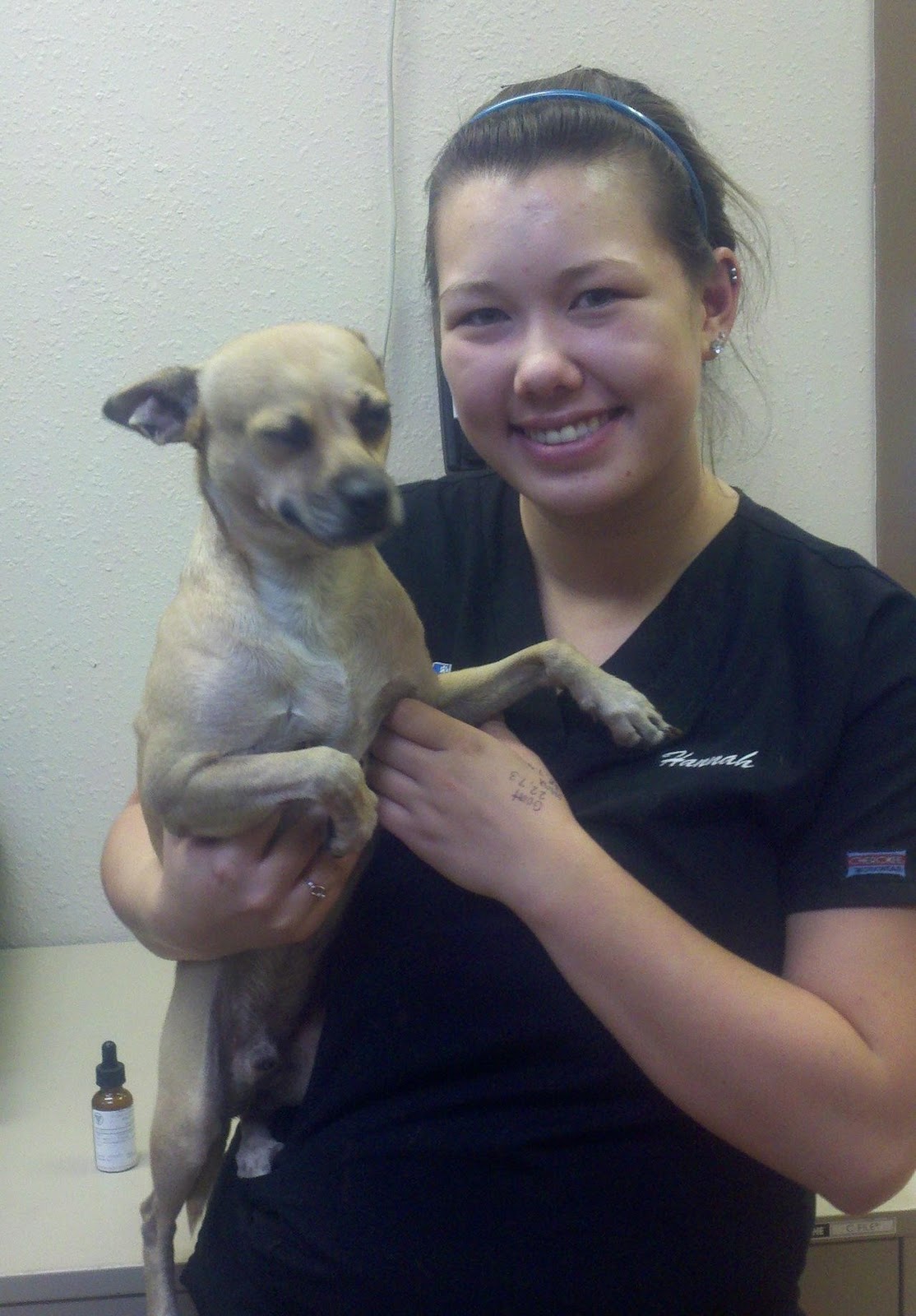 Lost Dogs Found Cooper, chihuahuawhippet