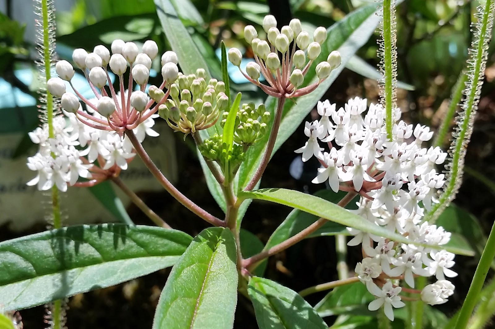 MOSI Outside Aquatic Milkweed
