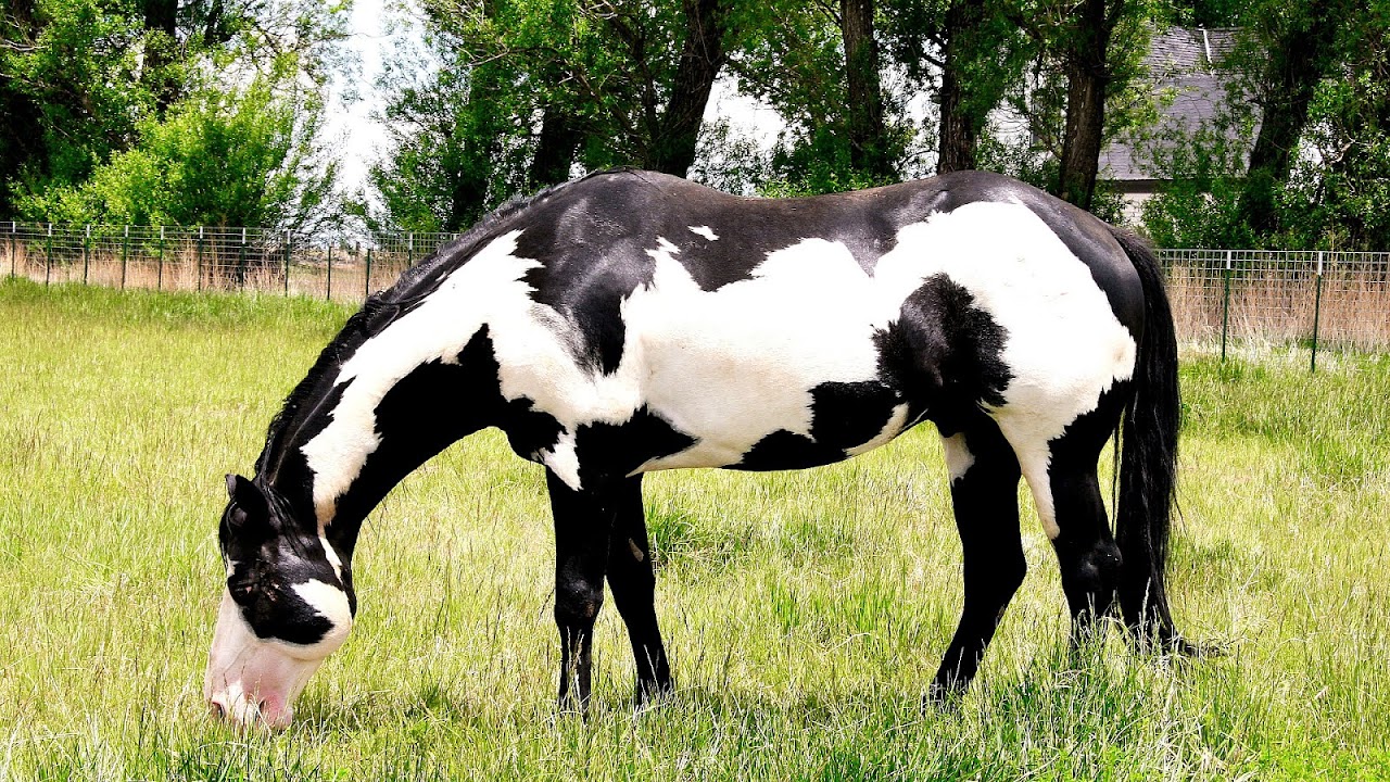 Frame Overo Horses For Sale Horse Choices