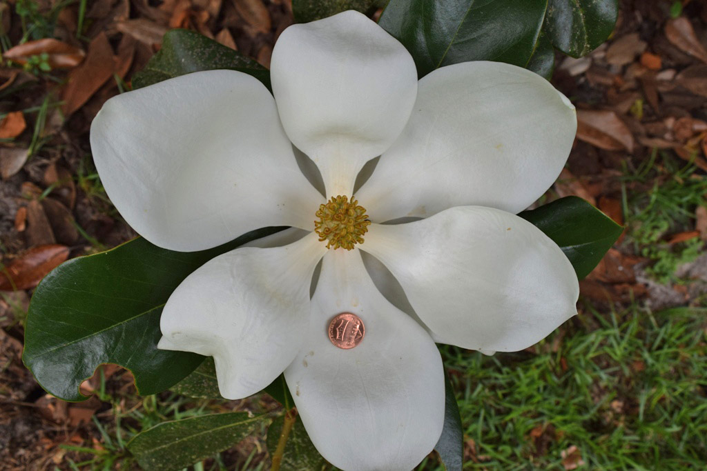 MARIETTE'S BACK TO BASICS {Magnolia Stages}