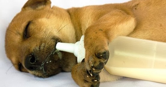 LebensArt Uruguay Dürfen Hunde Milch trinken / Milchprodukte fressen?