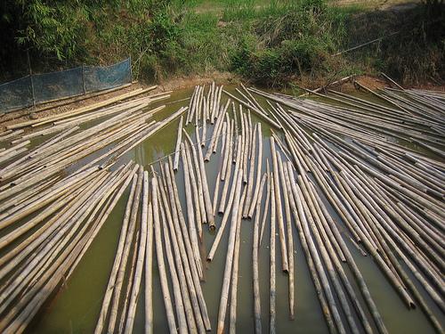 bamboo treatment