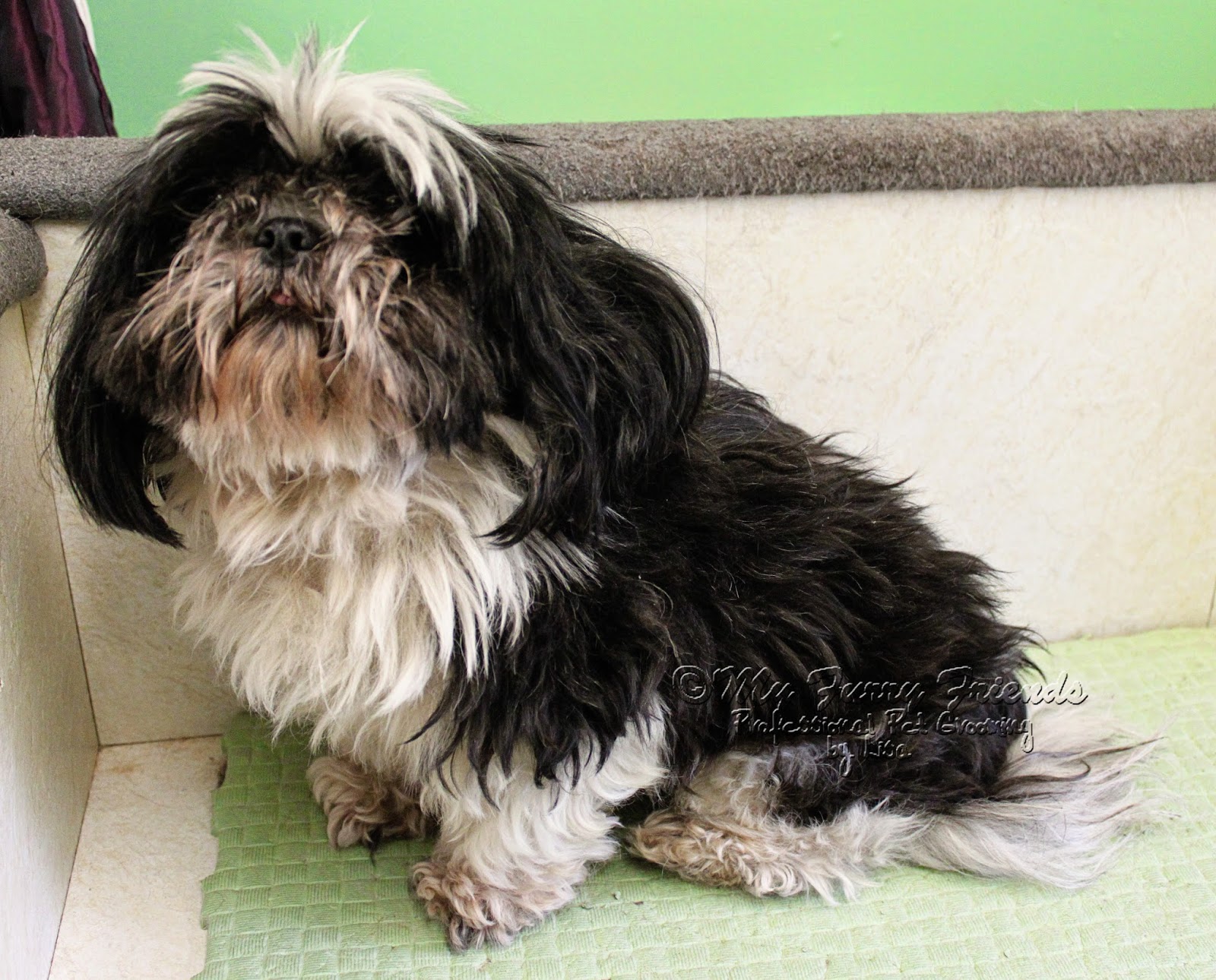 matted shih tzu pin matted shih tzu on matted shih tzu pin matted shih tzu on
