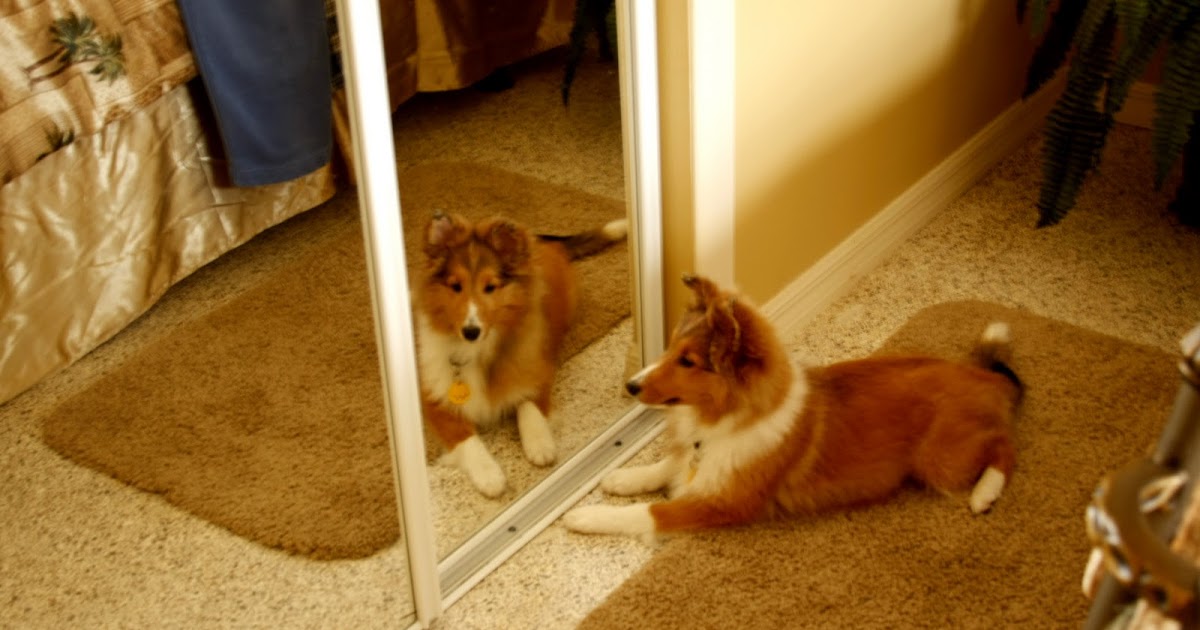 Bonnie's Books Mirrors reflect who we are so does the world