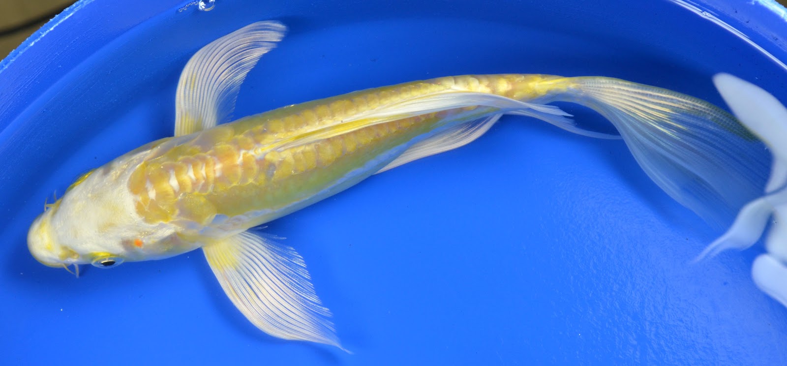 koi-pond-spring-start-up-fish.jpg