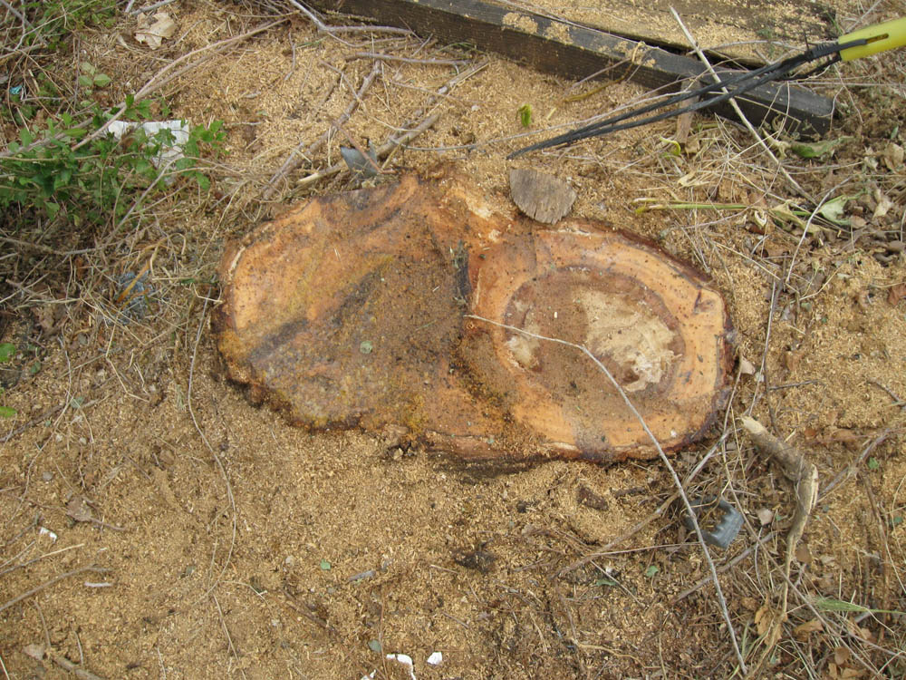 Ogden Insights Junk Trees Dealing with the Pernicious Chinese Elm