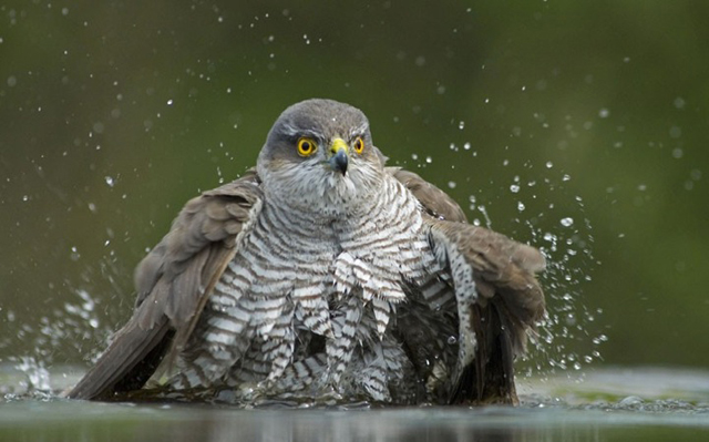 Imagens de animais mais incríveis já vistas