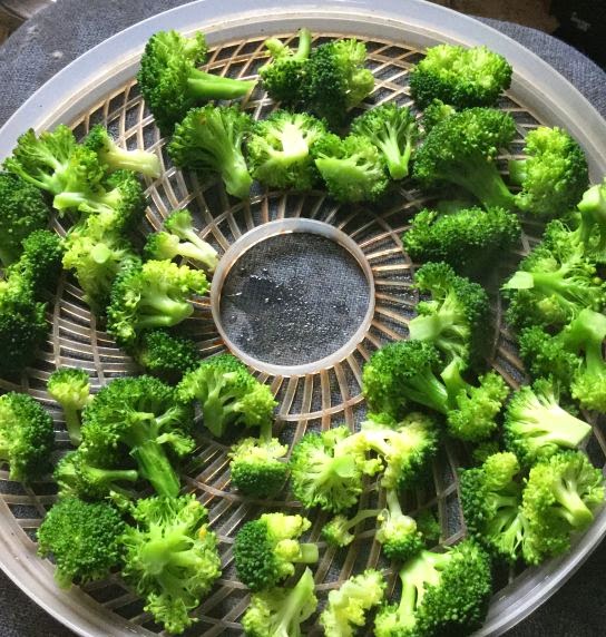 Countrified Hicks Dehydrating Broccoli