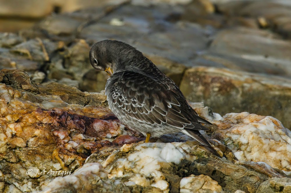Correlimos oscuro, Calidris maritima, Purple Sandpiper Correlimos oscuro, Calidris maritima, Purple Sandpiper
