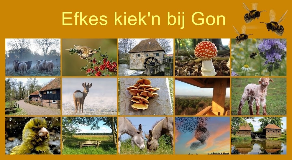 Efkes kiek'n bij Gon