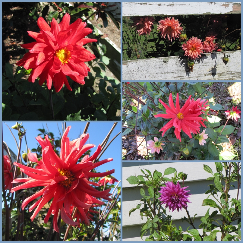 photographing New Zealand dahlias in autumn