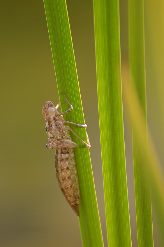 Storchschnabel und andere Stauden Libellen am Teich