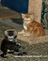 Feral kittens in our care