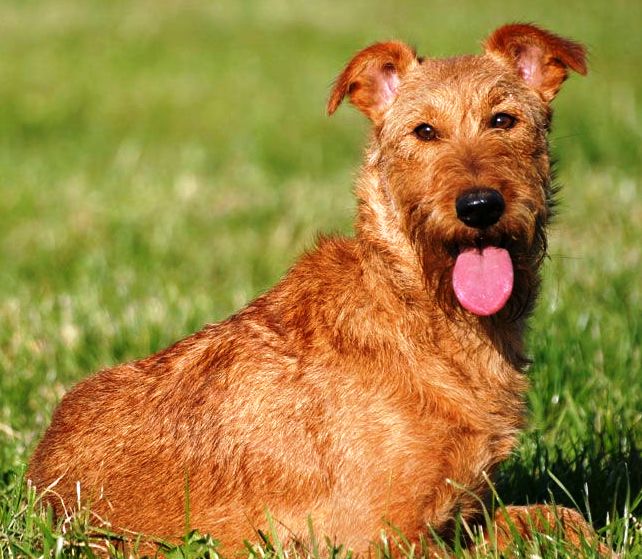 Irish Terrier Grooming Chart