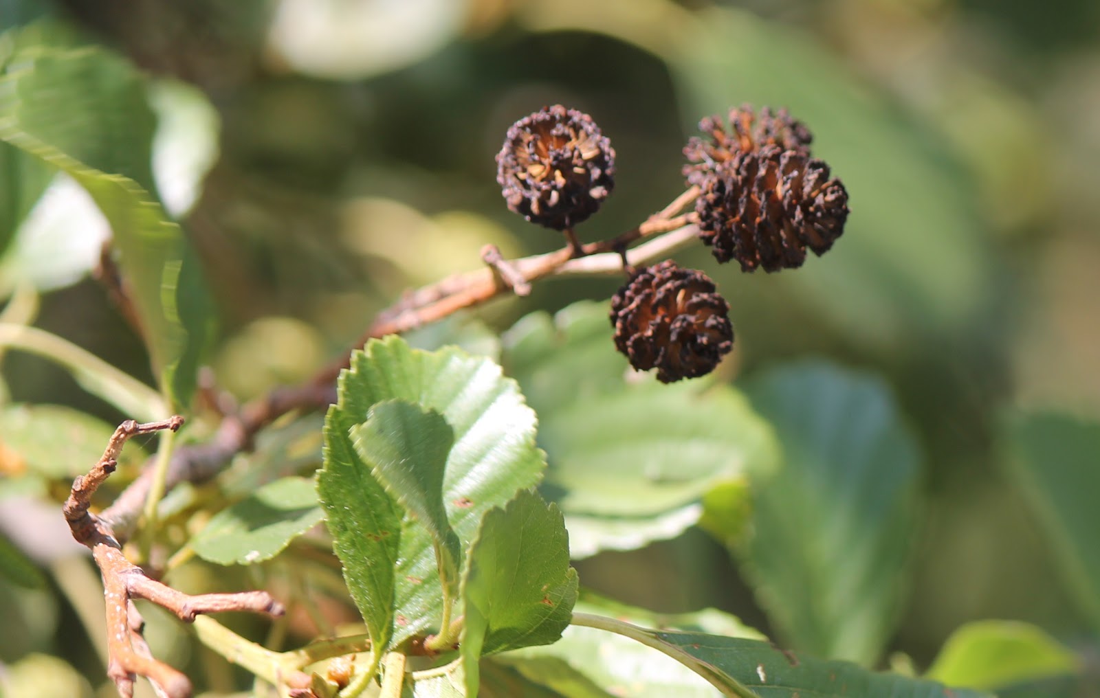 Found on the Trail Little Pine Cones?
