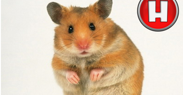 Indonesian Hamster's Lovers: Daftar Harga Pasaran Hamster di Indonesia