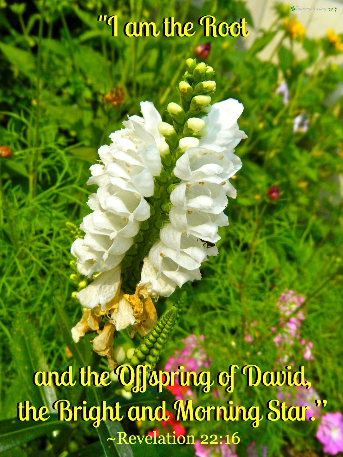 Flowery Blessing: August 2012