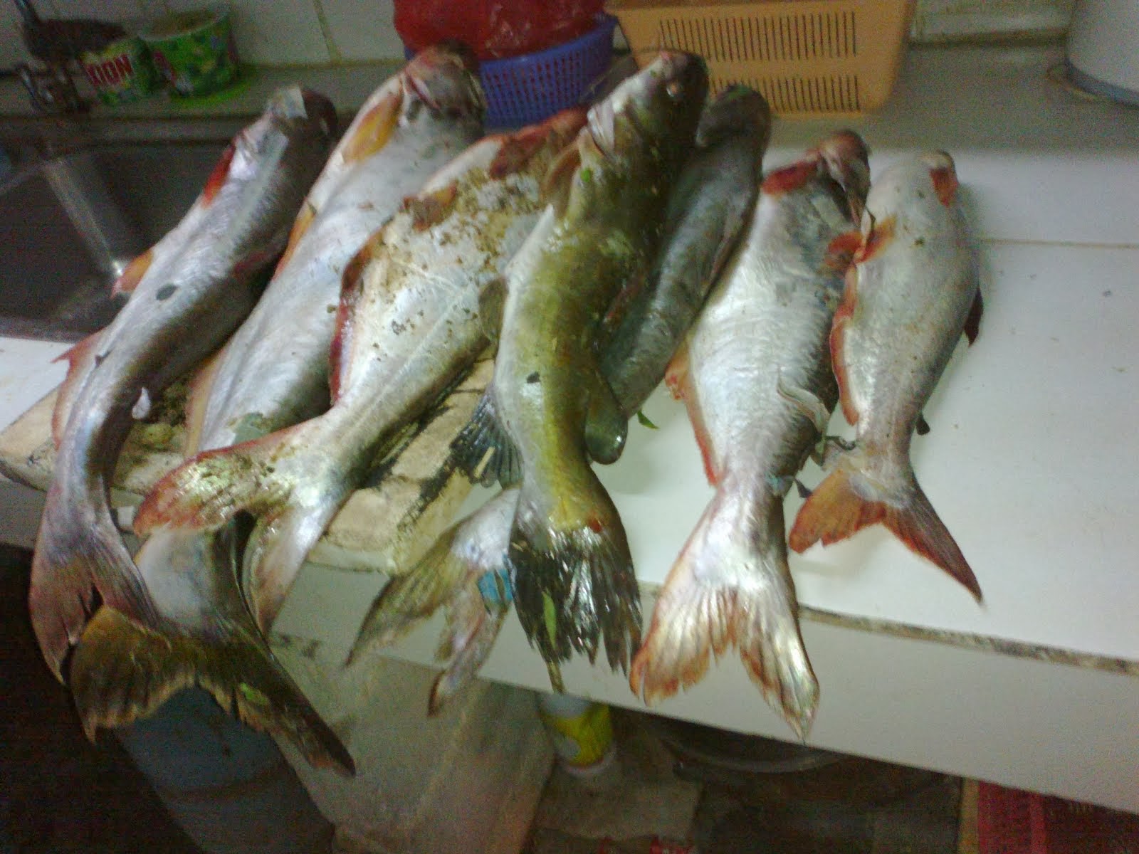Ikan Patin Bestari Jaya