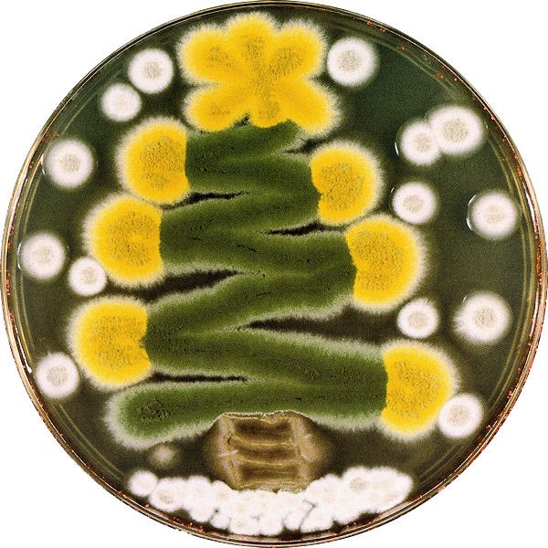 Medical Laboratory and Biomedical Science The most beautiful petri