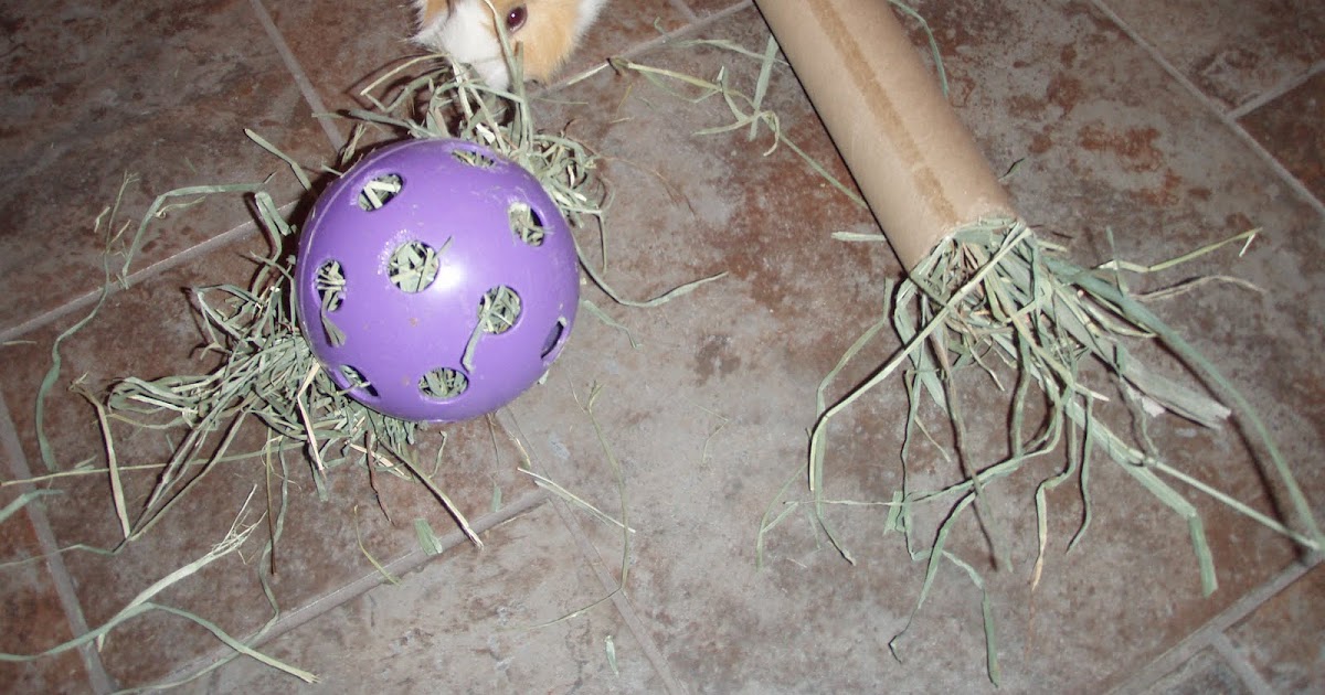 Crazy For Cavies Enrichment Toys