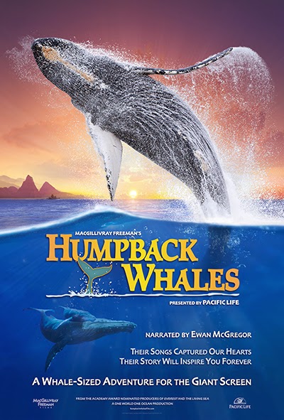 Humpback Whales | Image: MacGillivray Freeman Films and Pacific Life